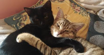 namadie pet sitter à CLERMONT FERRAND 63000_1