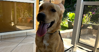florane pet sitter à ST MAUR DES FOSSES 94100_3