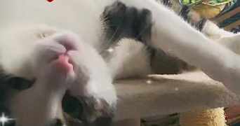 anissa pet sitter à BRUNOY 91800_1
