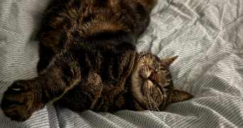 anna pet sitter à NICE 06000_1