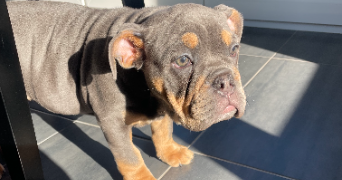 joana pet sitter à VERTAIZON 63910_3