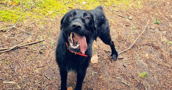 mélanie pet sitter à ST SYLVESTRE 87240_4