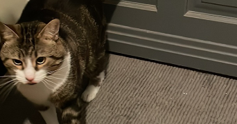 sarah pet sitter à HAISNES 62138_6
