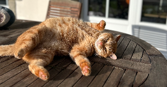 marine pet sitter à ST BRIAC SUR MER 35800_2