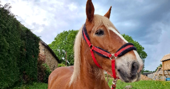 mathilde pet sitter à LIMOGES 87000_0