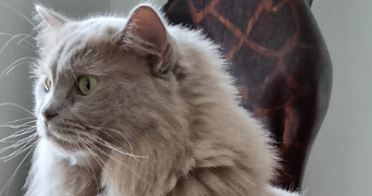 sophie pet sitter à ST PATHUS 77178_3