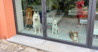 emmy dog sitter à ISSY LES MOULINEAUX 92130_13