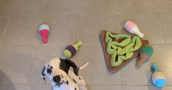 sandra pet sitter à LIMOUX 11300_3