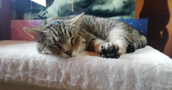 gaëlle pet sitter à Thones 74230_1