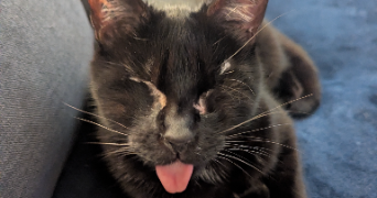 malou pet sitter à ELANCOURT 78990_0