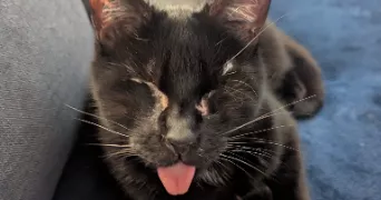 malou pet sitter à ELANCOURT 78990