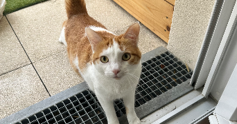 camille pet sitter à CLAMART 92140_1