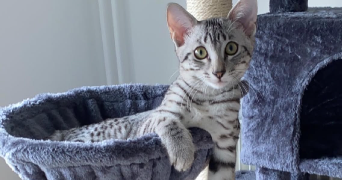 léa pet sitter à LE HAVRE 76600_8