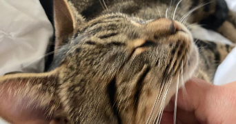 caroline pet sitter à Paris 75004_2