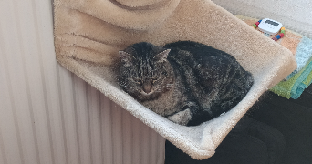 carine pet sitter à VILLENAVE D ORNON 33140_4