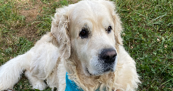 matys pet sitter à Paris 75018_1