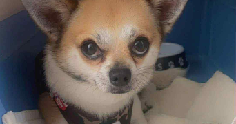 daisy pet sitter à DUNKERQUE 59140_5