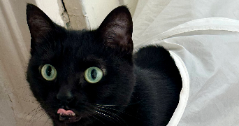 léana pet sitter à BOULOGNE BILLANCOURT 92100_1