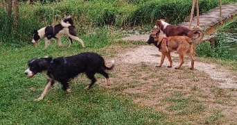 camille pet sitter à Châteauroux 36000_5