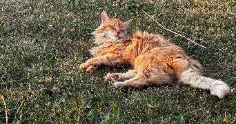 corentin pet sitter à LES ULIS 91940_2