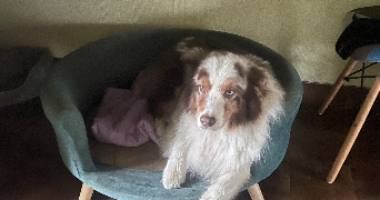lise pet sitter à Auray 56400_4