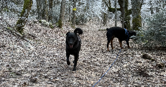 karina pet sitter à EVIAN LES BAINS 74500_2