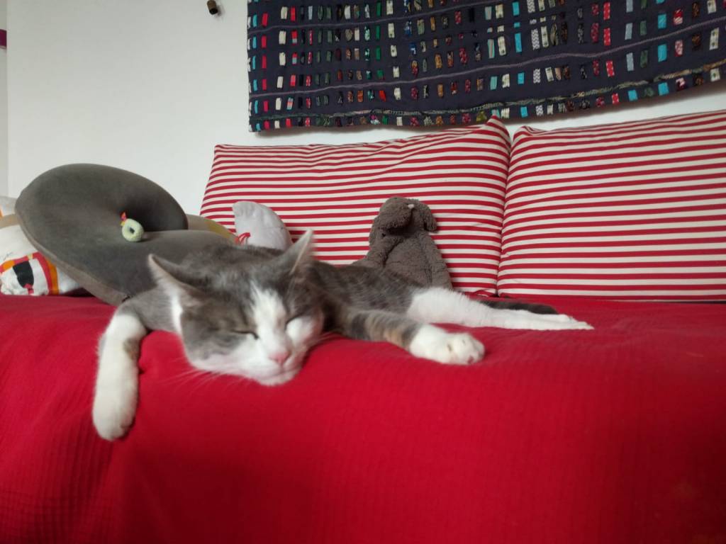 Audrey cat sitter à Rueil-Malmaison 92500_5