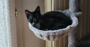 annie pet sitter à MERIGNAC 33700_0