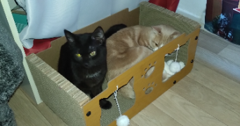pamela pet sitter à ORLEANS 45000_2