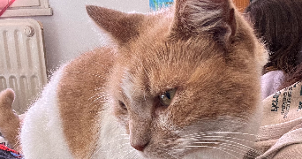 noemie pet sitter à TOULOUSE 31500_2