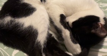 lea pet sitter à VILLENEUVE D ASCQ 59650_5