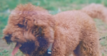 nadine pet sitter à Arcueil 94110_12