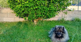 bernadette pet sitter à MONTAUT 64800_1