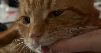 melina pet sitter à BESANCON 25000_0