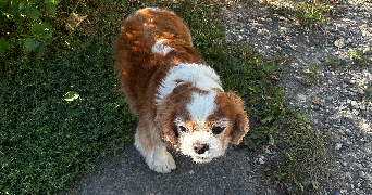 séverine pet sitter à COUTEVROULT 77580_5