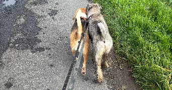 elodie pet sitter à PLERIN 22190