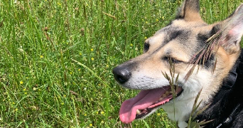 léana pet sitter à BESANCON 25000_2