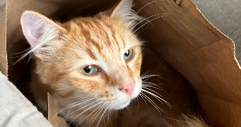 florine pet sitter à BORDEAUX 33000_5