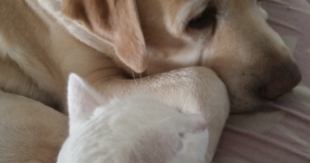 corinne pet sitter à CALAIS 62100_8