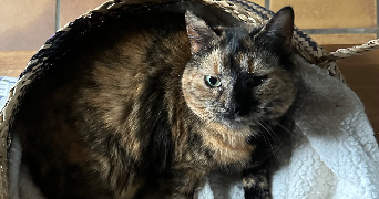 suzy pet sitter à DIJON 21000_2