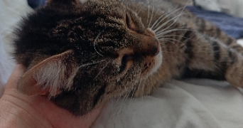 helene pet sitter à AUBENAS 07200_4