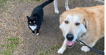 livia pet sitter à AMBILLY 74100_1