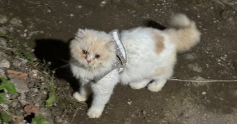 francis leoni pet sitter à AVRILLE 49240_10