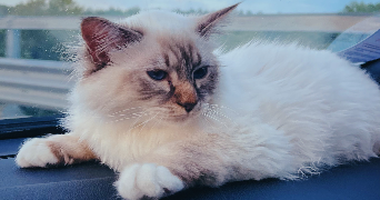 jordan pet sitter à BORNEL 60540_1