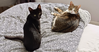 emma pet sitter à LE THUIT DE L OISON 27370_6