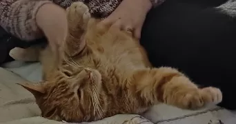shelly pet sitter à LUPPE VIOLLES 32110