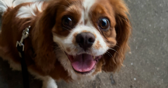 lise pet sitter à MARSEILLE 06 13006_2