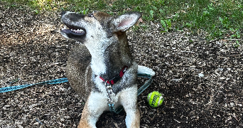 clement pet sitter à LE PONT DE CLAIX 38800_2