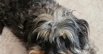 valerie pet sitter à ST ETIENNE L ALLIER 27450_0