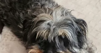 valerie pet sitter à ST ETIENNE L ALLIER 27450